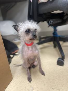 Poodle and Terrier Dogs Available for Adoption in Westland, Michigan - Yzma | PetCurious