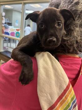 Ringo Star -  Labrador Retriever Dog for Adoption in Kalamazoo, Michigan - Ringo Star | PetCurious