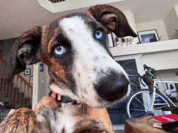 Rescue Dachshund and Labrador Retriever Dogs for Adoption in Denver, Colorado - Ginger | PetCurious