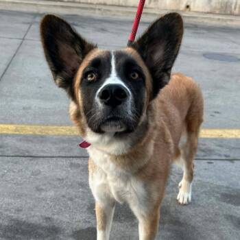 Rescue Shepherd Dogs for Adoption in Penfield, New York - Vera | PetCurious
