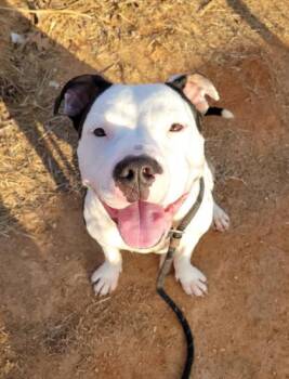 Sally -  Pit Bull Terrier and Mixed Breed Dog for Adoption in Atlanta, Georgia - Sally | PetCurious