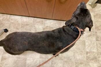 Mudslide -  Mixed Breed Dog for Adoption in Cincinnati, Ohio - Mudslide | PetCurious