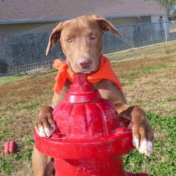 Chocolate Labrador Retriever Dogs Available for Adoption - Gipp D68203 | PetCurious