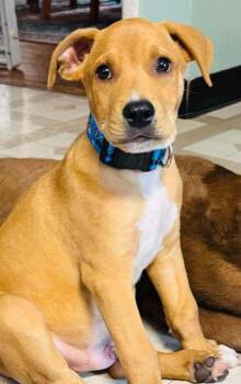 Toby -  Mixed Breed Dog for Adoption in Lincoln, Nebraska - Toby | PetCurious