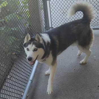 Aggie -  Mixed Breed Dog for Adoption in Edwardsville, Illinois - Aggie | PetCurious