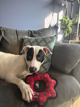Rescue Mixed Breed Dogs for Adoption in Grove City, Ohio - Zorro | PetCurious