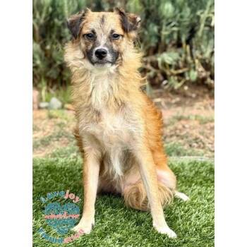Rescue Border Terrier Dogs for Adoption in Inglewood, California - Winston HB | PetCurious