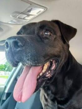 Modello -  American Bulldog Dog for Adoption in Mobile, Alabama - Modello | PetCurious