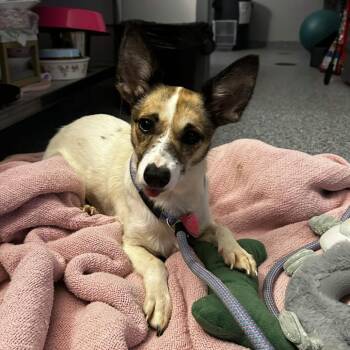 Iris -  Mixed Breed Dog for Adoption in Greenville, South Carolina - Iris | PetCurious