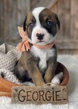 Georgie -  Beagle and Treeing Walker Coonhound Dog for Adoption in Nahunta, Georgia - Georgie | PetCurious