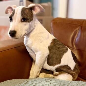 Rescue Terrier Dogs for Adoption in Caldwell, Texas - Sioux | PetCurious