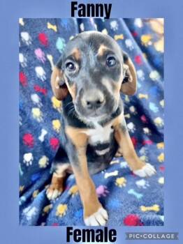 Rescue Mountain Cur Dogs for Adoption in Manchester, Connecticut - Fanny | PetCurious