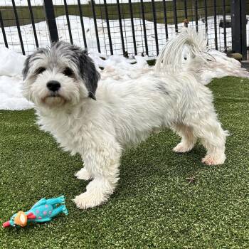 Havanese Dogs Available for Adoption - Eloise | PetCurious