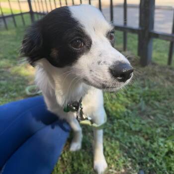 Chihuahua and Mixed Breed Dogs Available for Adoption in Houston, Texas - Buddy | PetCurious