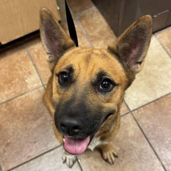 FWT Isabelle -  Mixed Breed Dog for Adoption in Midland, Texas - FWT Isabelle | PetCurious