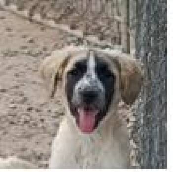 Girl Shawnee -  Akbash Dog for Adoption in San Luis, Colorado - Girl Shawnee | PetCurious