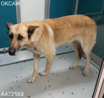German Shepherd Dog Dogs Available for Adoption in Oklahoma City, Oklahoma - BUTTERFLY | PetCurious