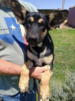 Rockwell -  German Shepherd Dog Dog for Adoption in Amarillo, Texas - Rockwell | PetCurious