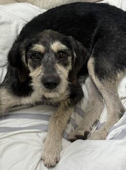 Petra -  Poodle Dog for Adoption in Little Rock, Arkansas - Petra | PetCurious