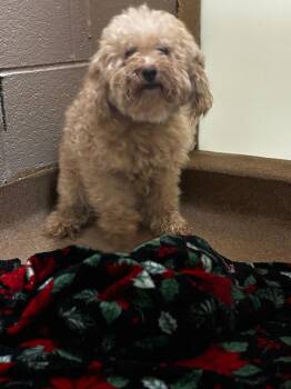 Rowan -  Poodle Dog for Adoption in Lima, Ohio - Rowan | PetCurious