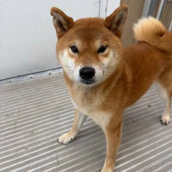 Tony Stark 1211 -  Shiba Inu Dog for Adoption in Loxahatchee Groves, Florida - Tony Stark 1211 | PetCurious