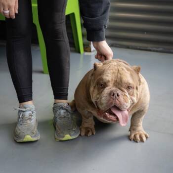 Meatball -  English Bulldog and Mixed Breed Dog for Adoption in Tacoma, Washington - Meatball | PetCurious