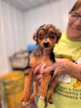 Fisher -  Chihuahua Dog for Adoption in Pottsville, Pennsylvania - Fisher | PetCurious