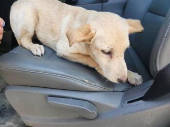 Rescue German Shepherd Dog and Mixed Breed Dogs for Adoption in Houston, Texas - A643292 | PetCurious