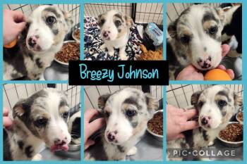 Australian Shepherd Dogs Available for Adoption - Breezy Johnson | PetCurious