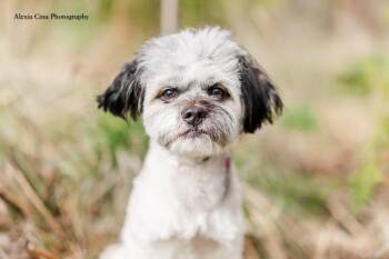 Havanese Dogs Available for Adoption in Drumbo, Ontario - Tobin | PetCurious