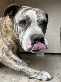 Pit Bull Terrier Dogs Available for Adoption in Victorville, California - Victoria | PetCurious
