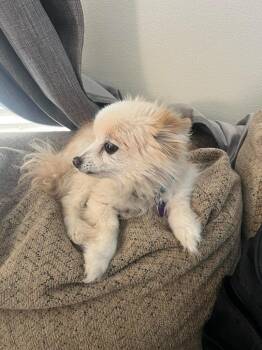 Pomeranian Dogs Available for Adoption in Millcreek, Utah - Milky | PetCurious