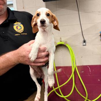 Rachel -  Mixed Breed Dog for Adoption in Brentwood, Missouri - Rachel | PetCurious