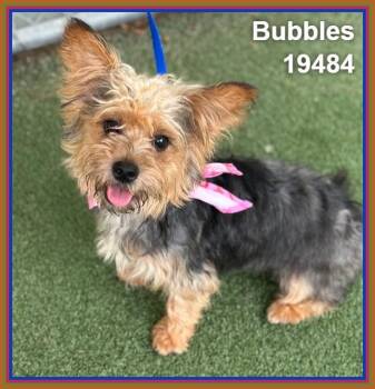 BUBBLES (see also BUTTERCUP and BUDDY) -  Yorkshire Terrier Dog Available for Adoption in Marietta, Georgia - BUBBLES (see Also BUTTERCUP And BUDDY) | PetCurious
