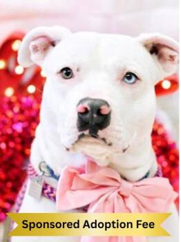 Shirley -  Mixed Breed Dog for Adoption in Hamilton, Ohio - Shirley | PetCurious