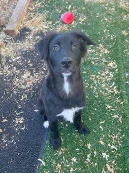 Rescue Border Collie Dogs for Adoption in Fremont, California - LEONARD | PetCurious