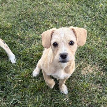 Hazel -  Terrier Dog for Adoption in Penryn, California - Hazel | PetCurious