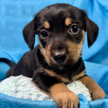 Tootsie Roll my mom is a Schnauzer -Dad must have been a Dachshu -  Schnauzer and Dachshund Dog for Adoption in Hondo, Texas - Tootsie Roll My Mom Is A Schnauzer -Dad Must Have Been A Dachshu | PetCurious