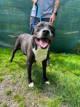 Rescue Labrador Retriever and Pit Bull Terrier Dogs for Adoption in Pomona, New York - Jax | PetCurious