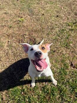 Terrier Dogs Available for Adoption - Sweetie | PetCurious