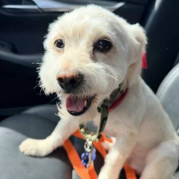 Mixed Breed Dogs Available for Adoption in Pinellas Park, Florida - Frankie (Cobey) | PetCurious