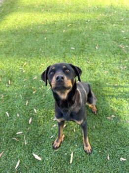 Rottweiler and Mixed Breed Dogs Available for Adoption - Magnolia - 2 | PetCurious