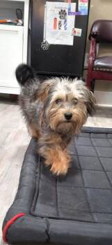 Sadie -  Yorkshire Terrier Dog for Adoption in Emmett, Idaho - Sadie | PetCurious