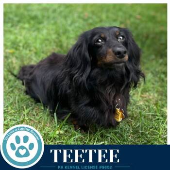 Teetee 091226 -  Dachshund Dog for Adoption in Kimberton, Pennsylvania - Teetee 091226 | PetCurious