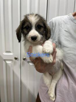 Snickers -  Mixed Breed Dog for Adoption in Chattanooga, Tennessee - Snickers | PetCurious