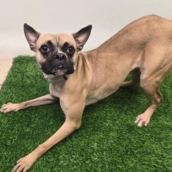 Wasabi -  Boxer and Mixed Breed Dog for Adoption in Columbia, Missouri - Wasabi | PetCurious