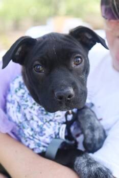 Catahoula Leopard Dog and Staffordshire Bull Terrier Dogs Available for Adoption in Franklin, Tennessee - Rose Mae | PetCurious