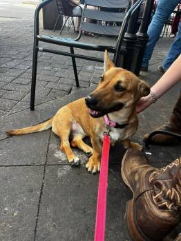 Rescue Shepherd and Corgi Dogs for Adoption in Oswego, Illinois - Foster TILLY BEAN! | PetCurious