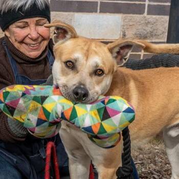 Mixed Breed Dogs Available for Adoption in Chamblee, Georgia - Rambutan | PetCurious
