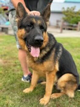 Dodger -  German Shepherd Dog Dog for Adoption in Reedsport, Oregon - Dodger | PetCurious